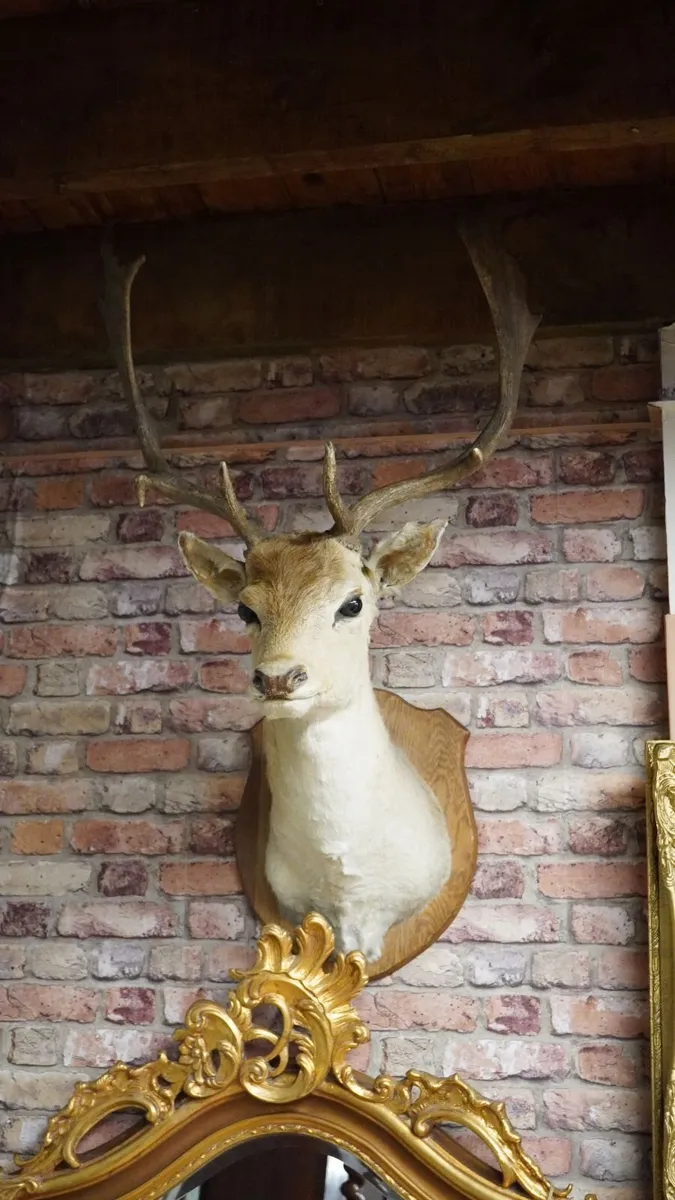 French Fallow Deer Wall Mount - Image 2
