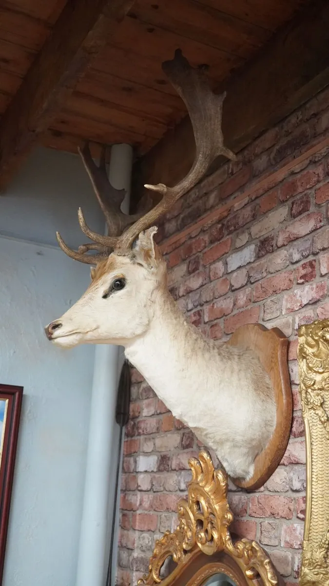 French Fallow Deer Wall Mount - Image 3