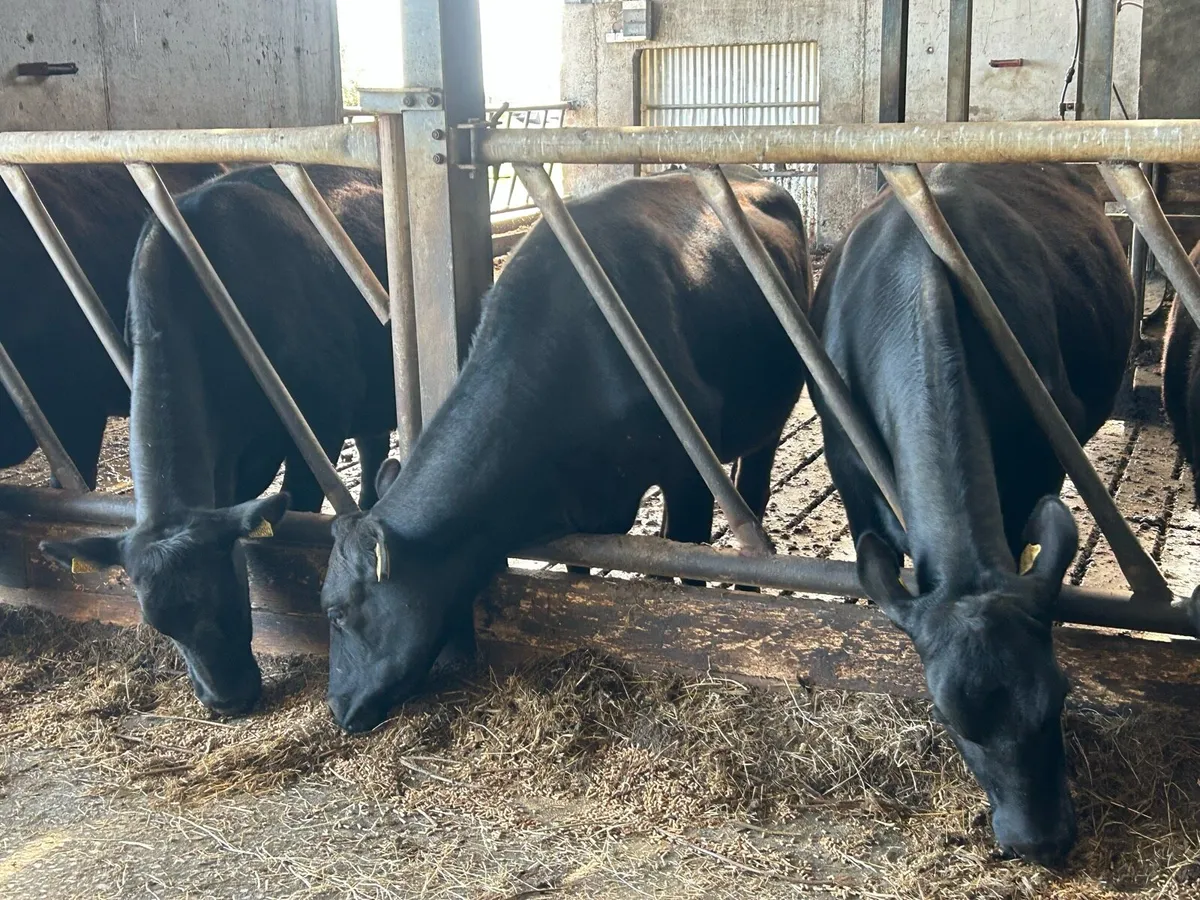 5 in calf Angus heifers - Image 1
