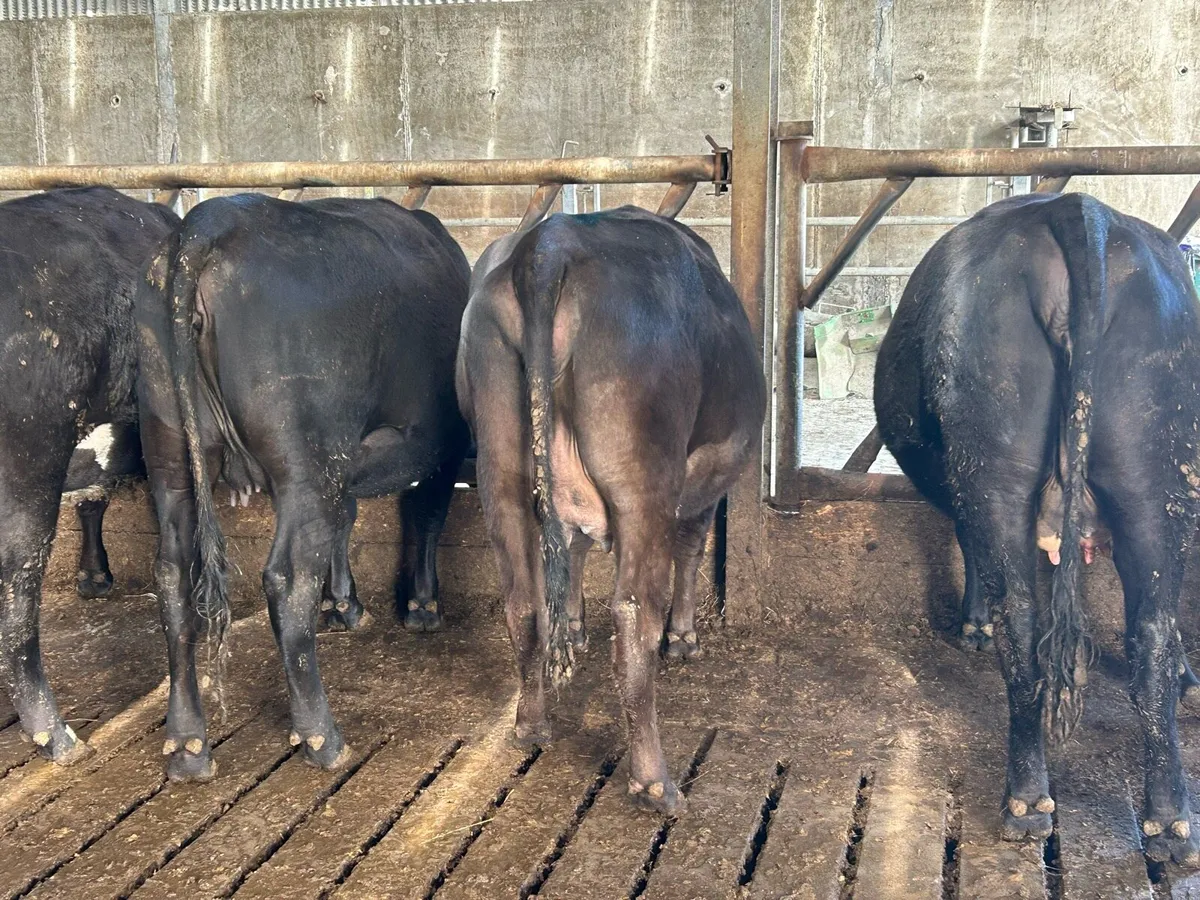 5 in calf Angus heifers - Image 2