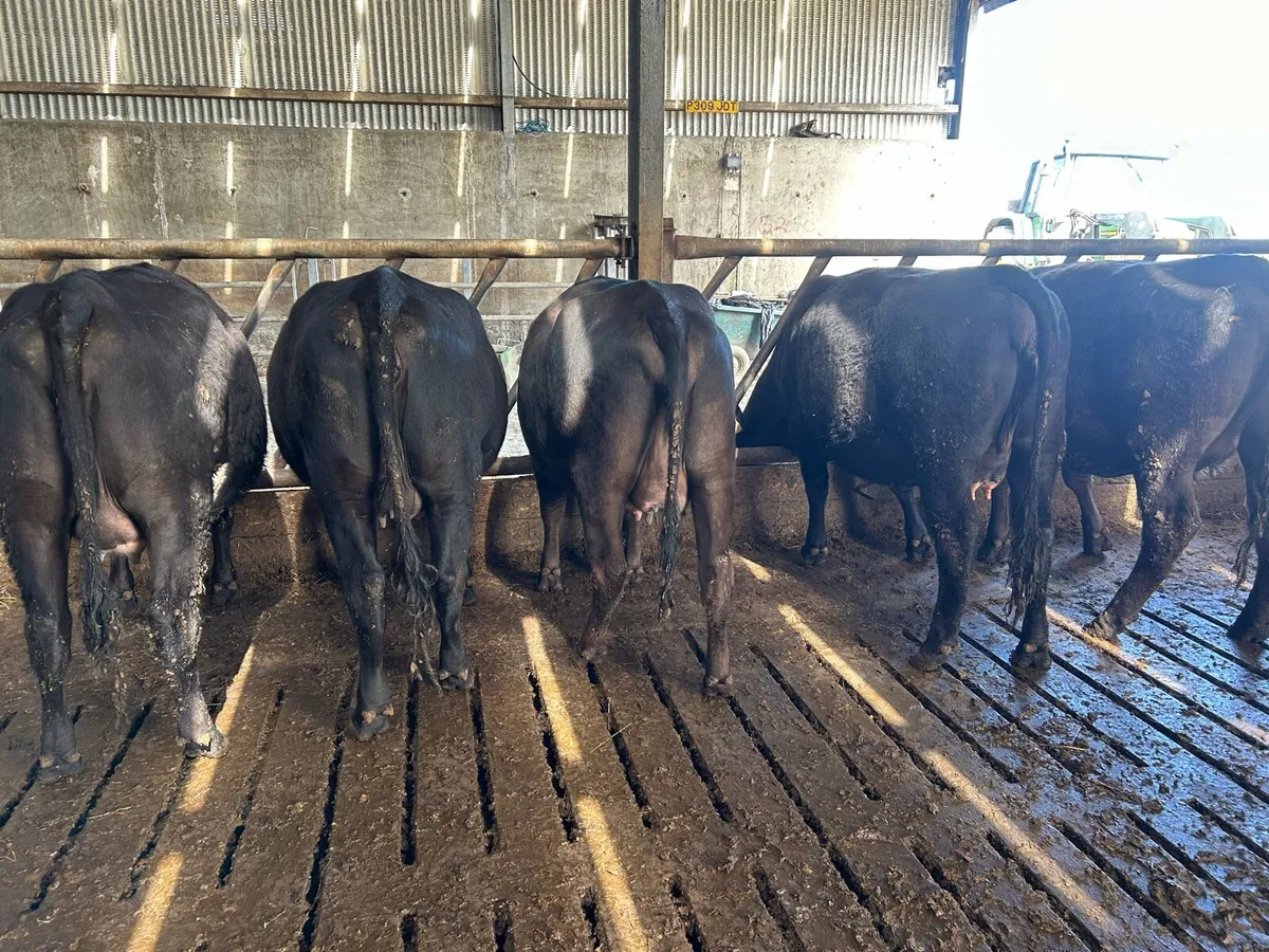 5 in calf Angus heifers - Image 3