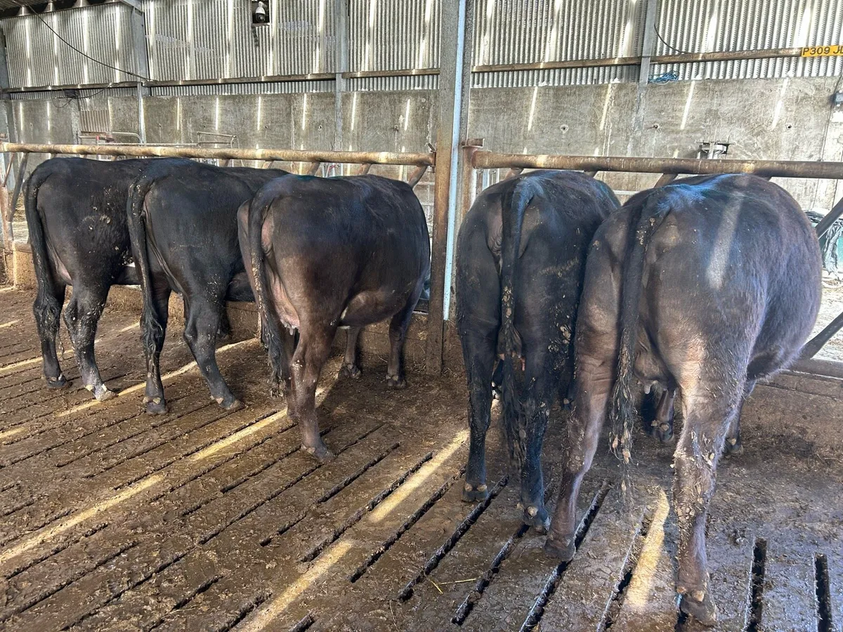 5 in calf Angus heifers - Image 4