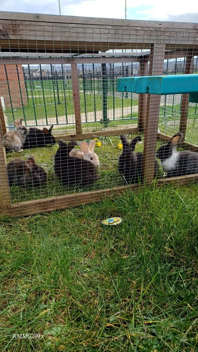 Mixed Breed Giant Lionheads Bunnies - Image 1