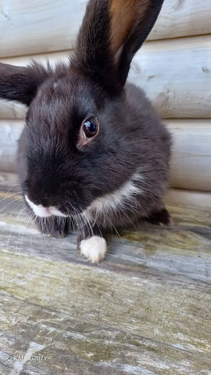 Mixed Breed Giant Lionheads Bunnies - Image 3