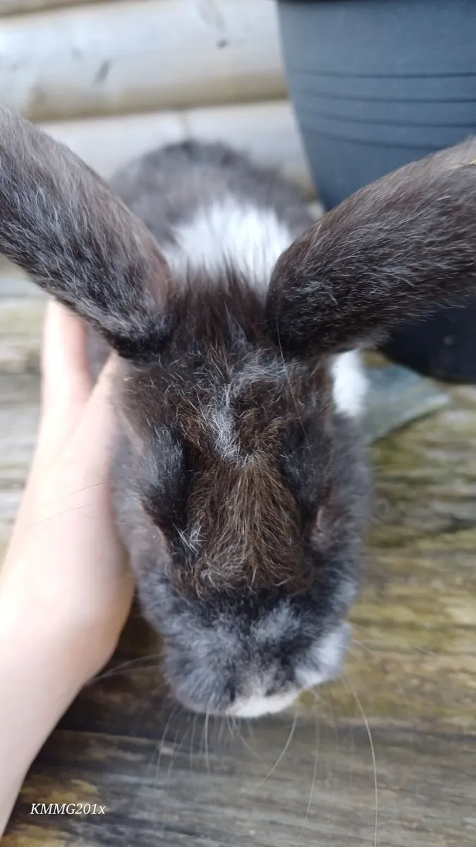 Mixed Breed Giant Lionheads Bunnies - Image 2