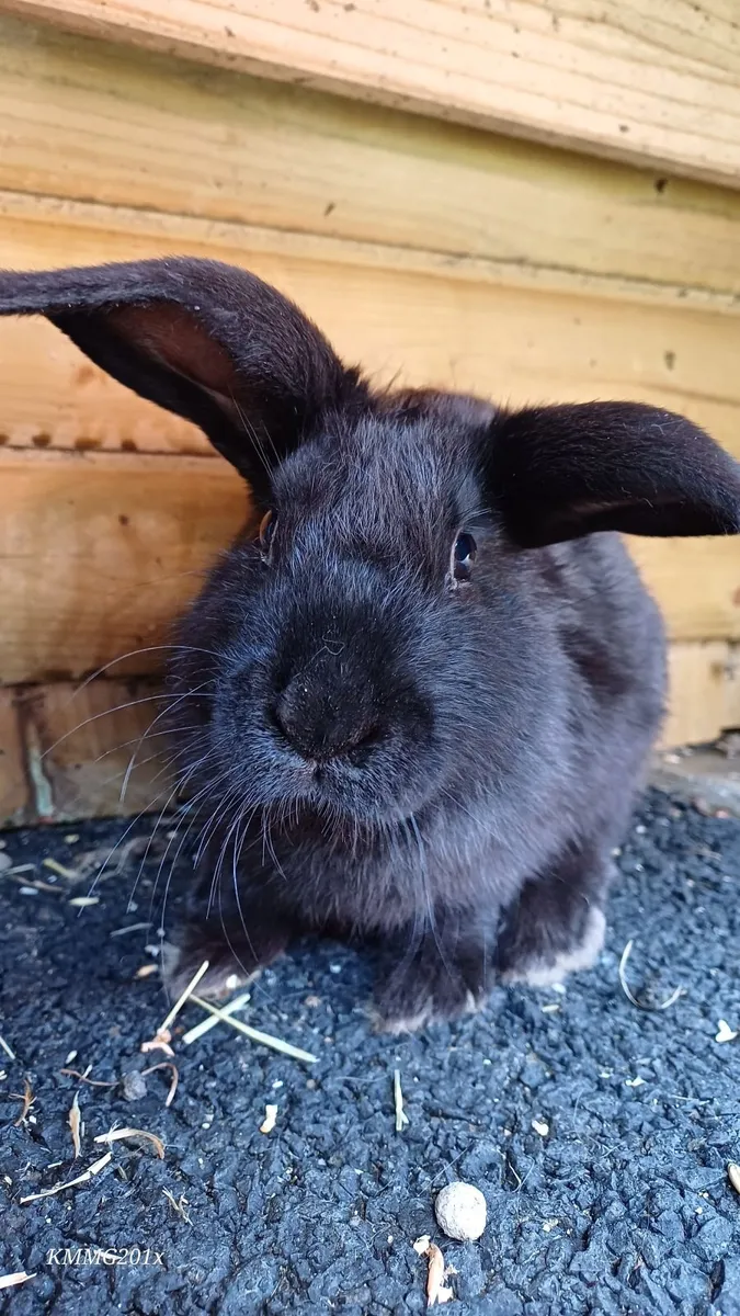 Mixed Breed Giant Lionheads Bunnies - Image 4