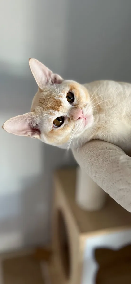 🐾Beautiful Burmese Kitten🐾 - Image 3