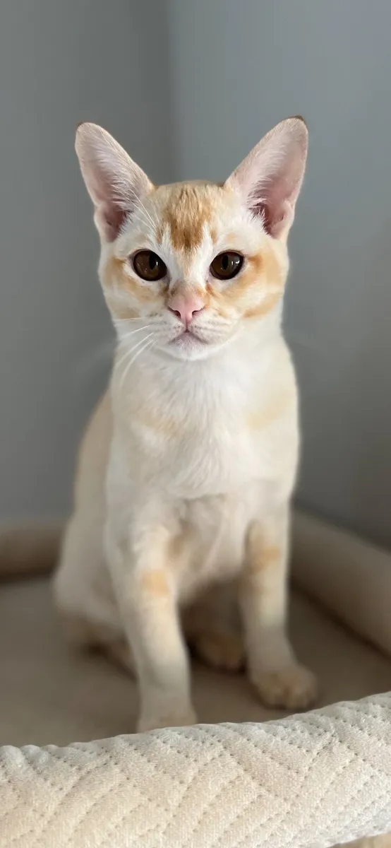 🐾Beautiful Burmese Kitten🐾 - Image 4