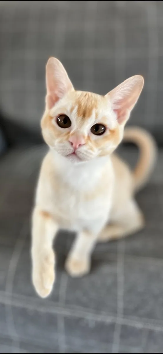 🐾Beautiful Burmese Kitten🐾 - Image 1