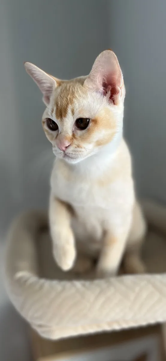 🐾Beautiful Burmese Kitten🐾 - Image 2