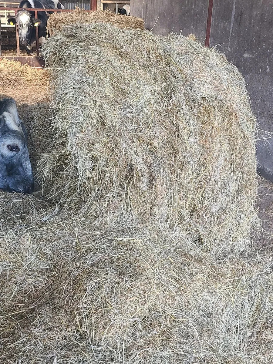 Haylage - Image 2