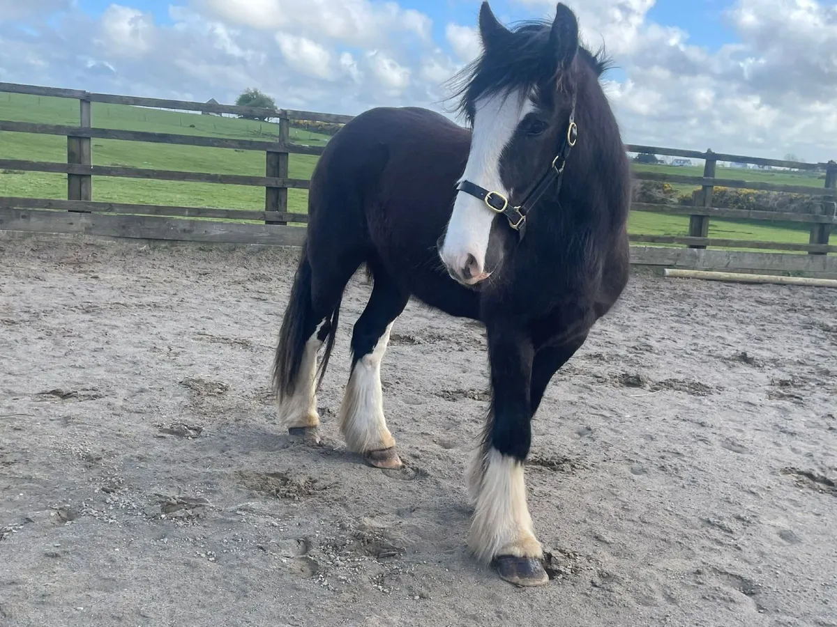 3 year old cob gelding - Image 2