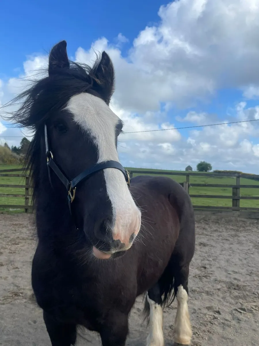 3 year old cob gelding - Image 3