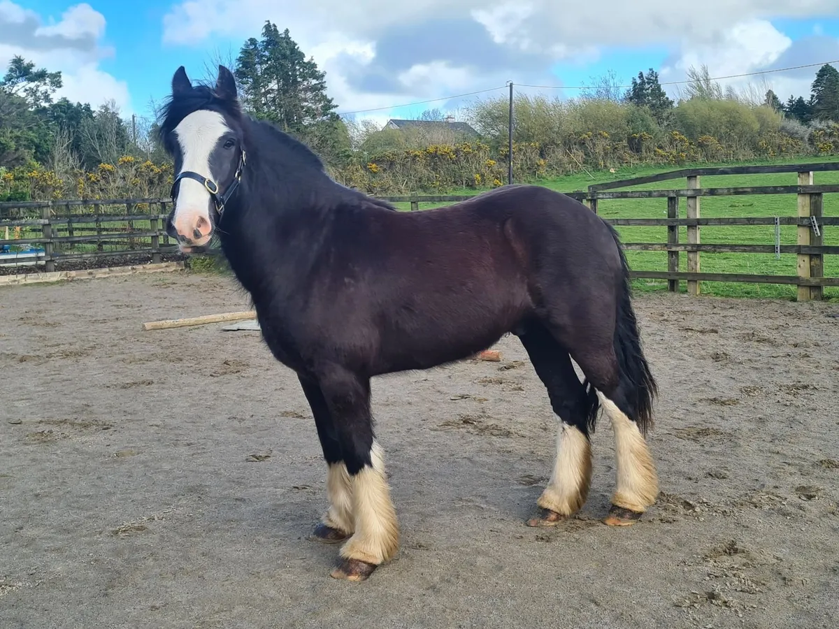 3 year old cob gelding - Image 1