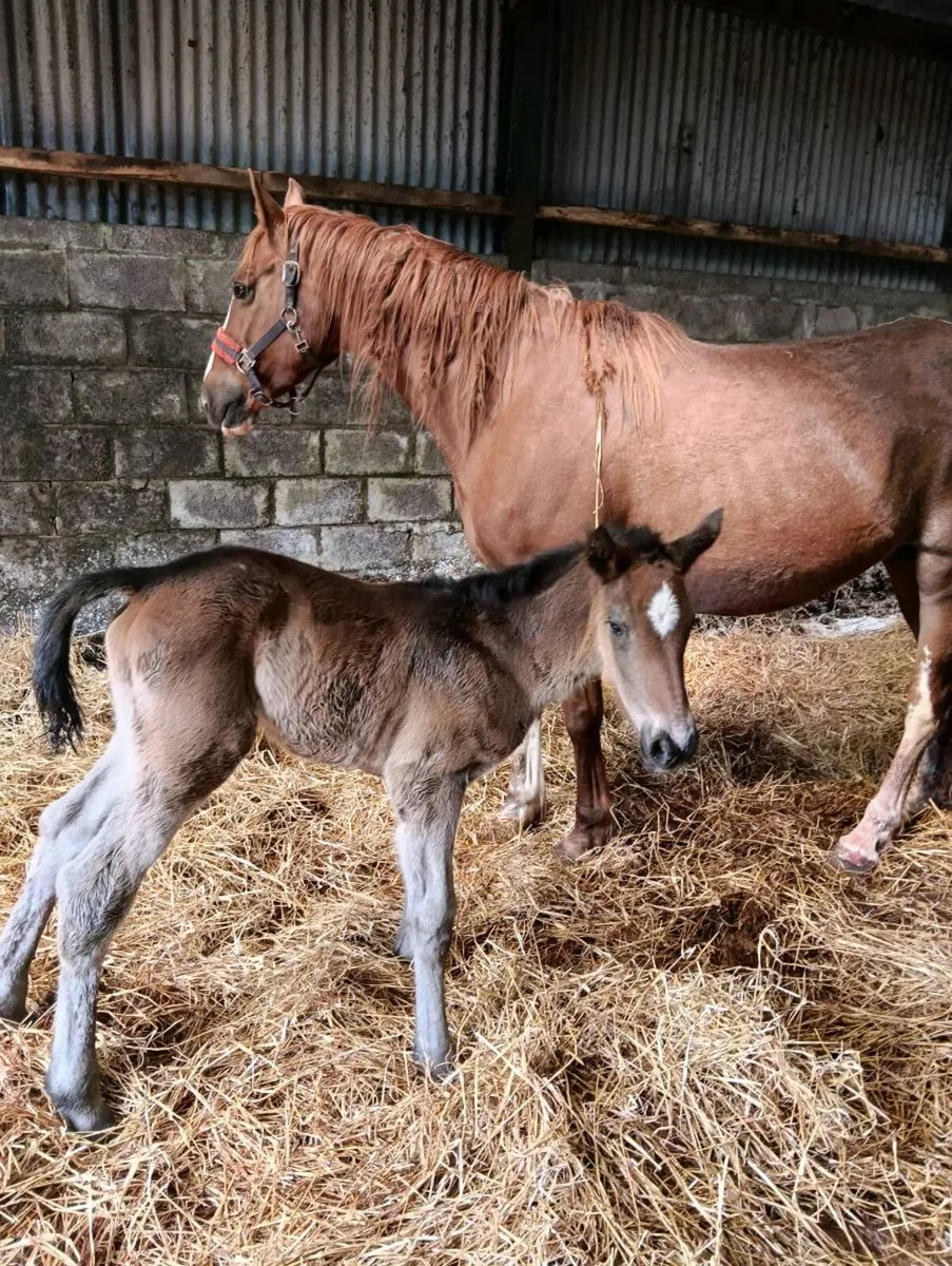 ISH broodmare - Image 3