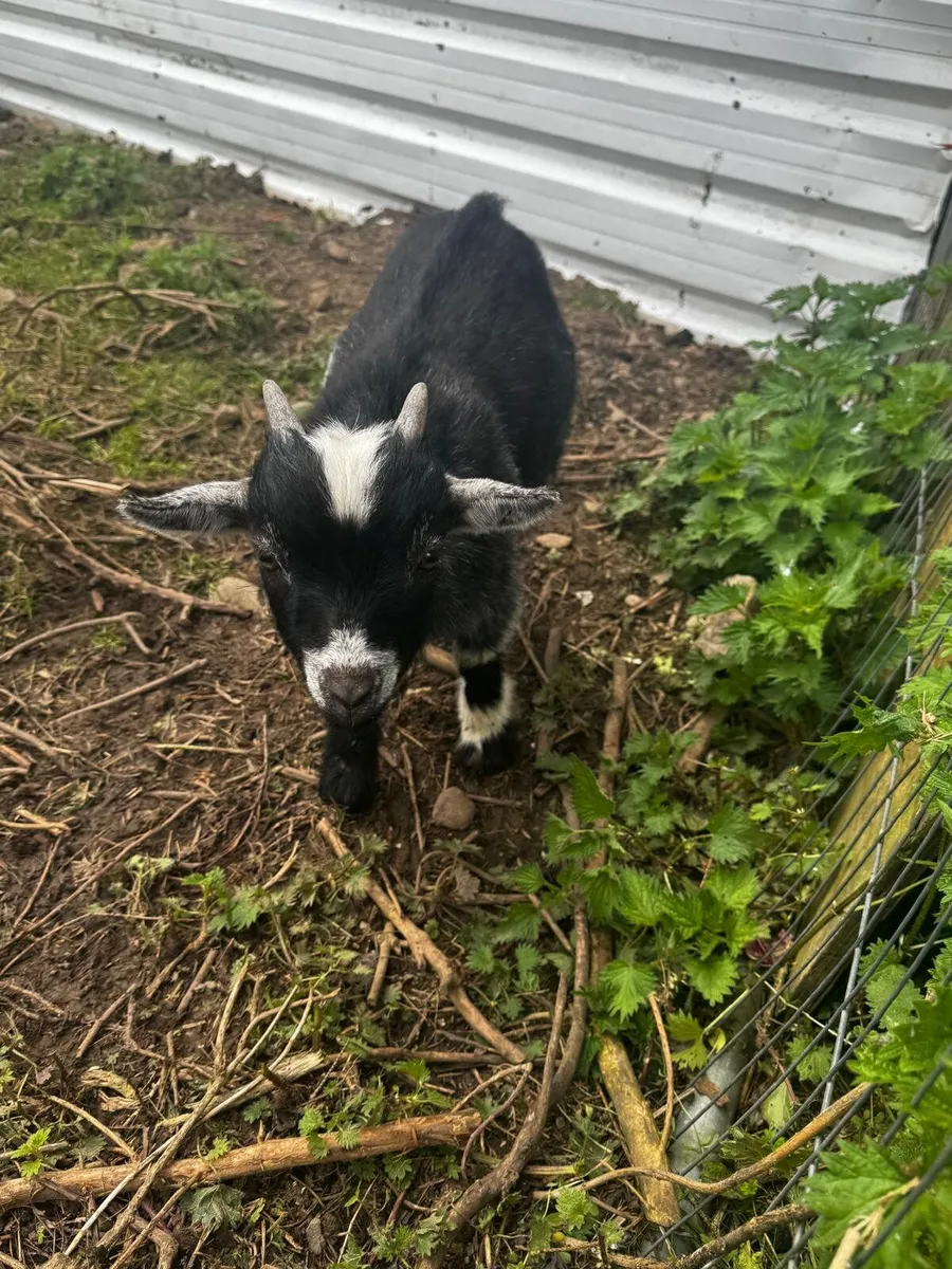 Pygmy Goat - Image 1