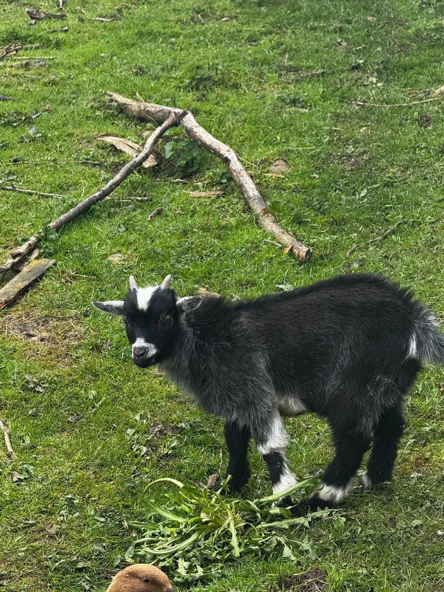 Pygmy Goat - Image 2
