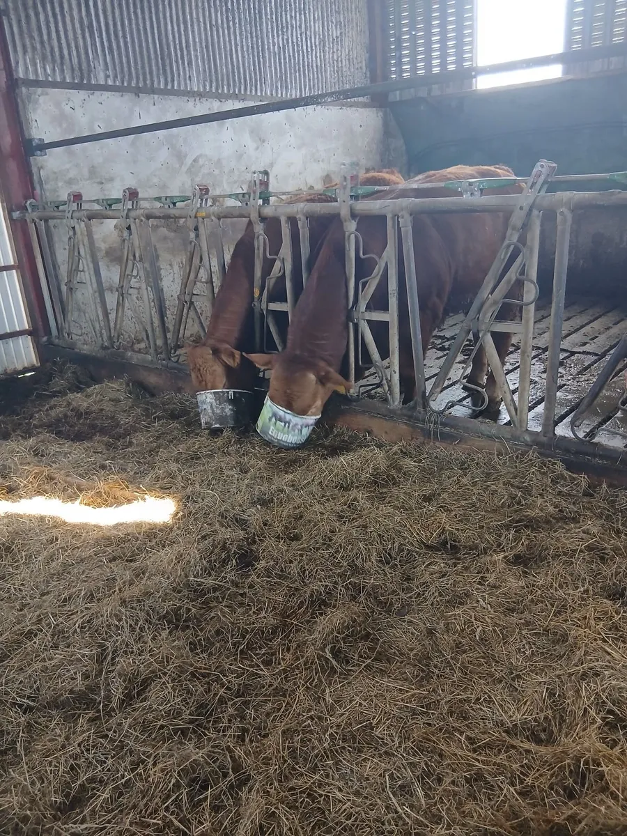 Limousin Bull Yearlings - Image 3