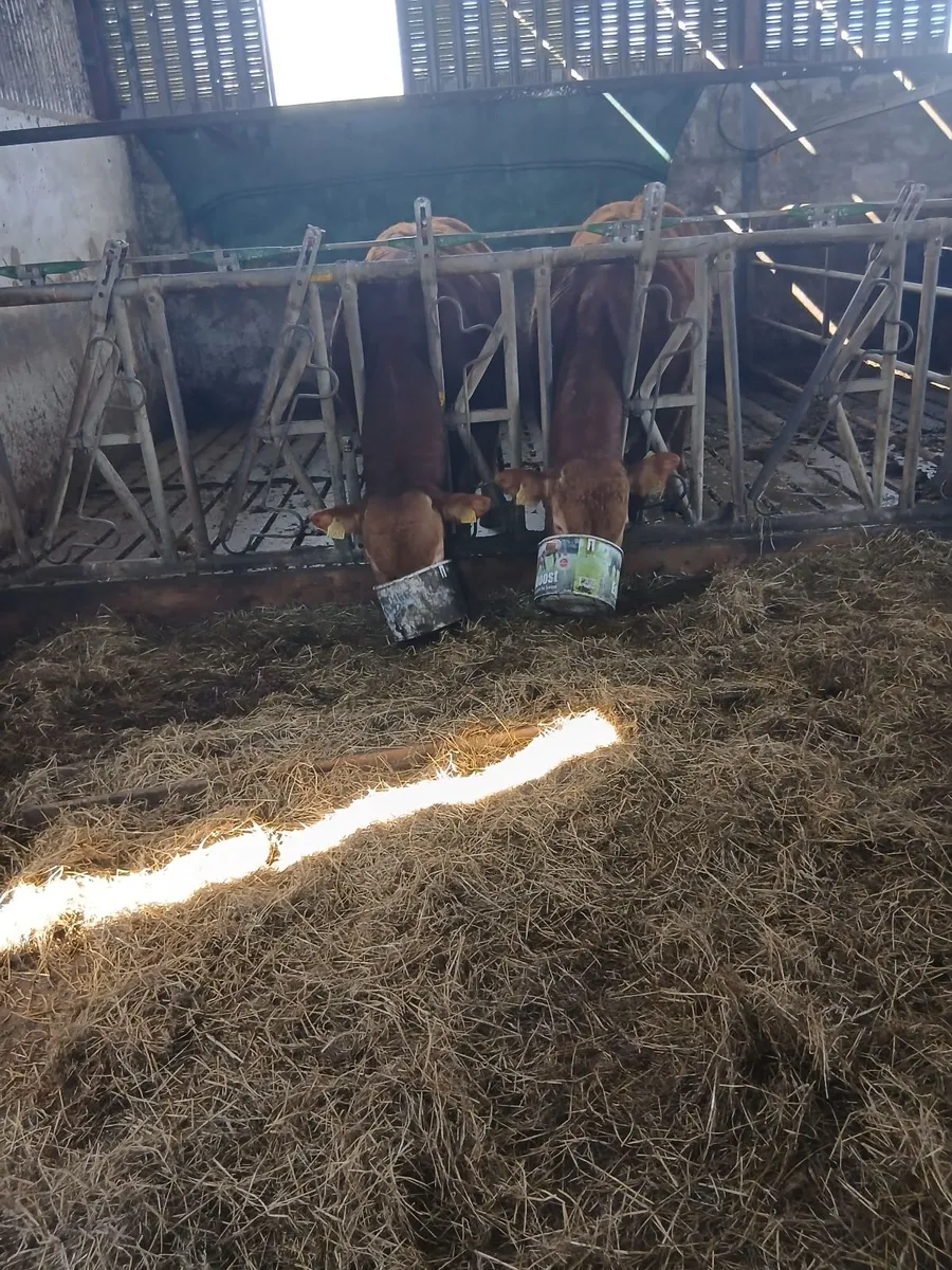 Limousin Bull Yearlings - Image 4