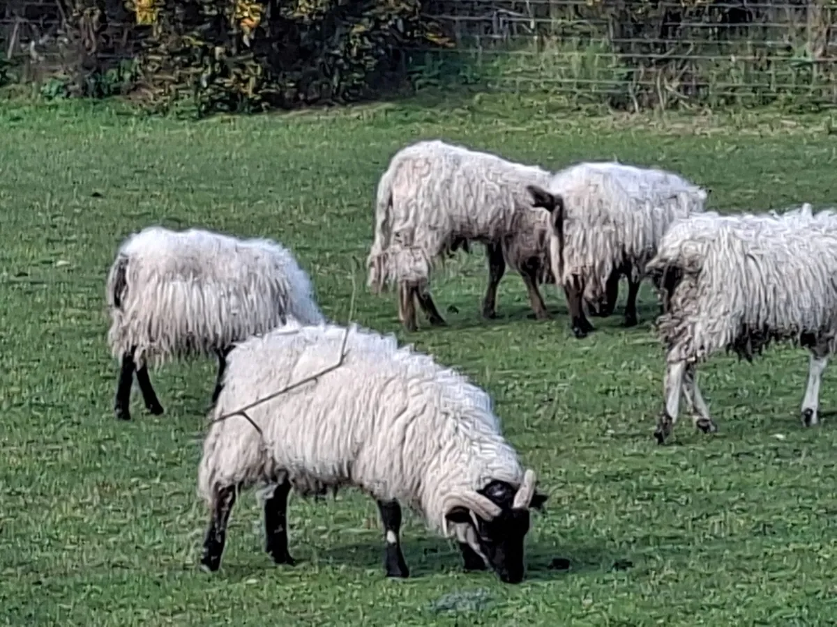 Suffolk and Blackface Ram Hoggets - Image 2