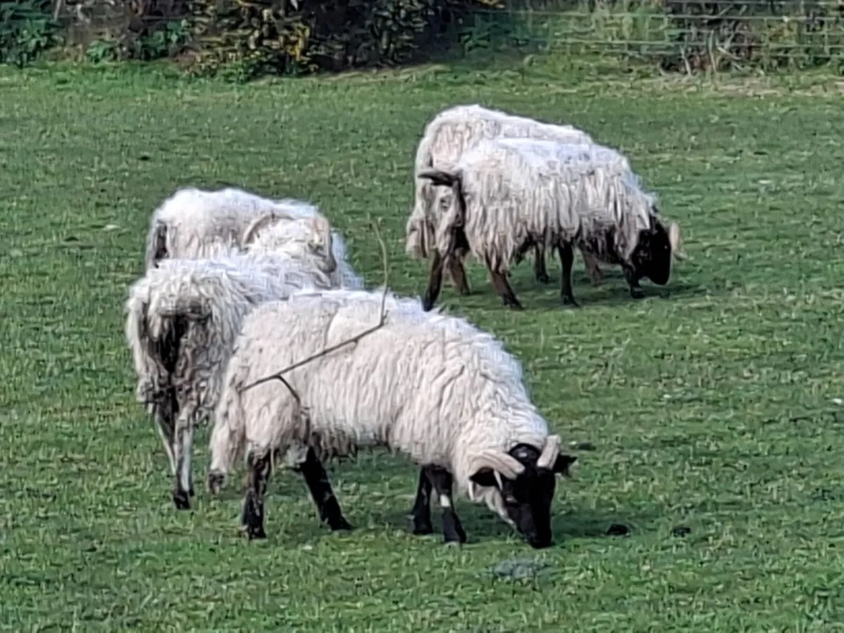 Suffolk and Blackface Ram Hoggets - Image 3