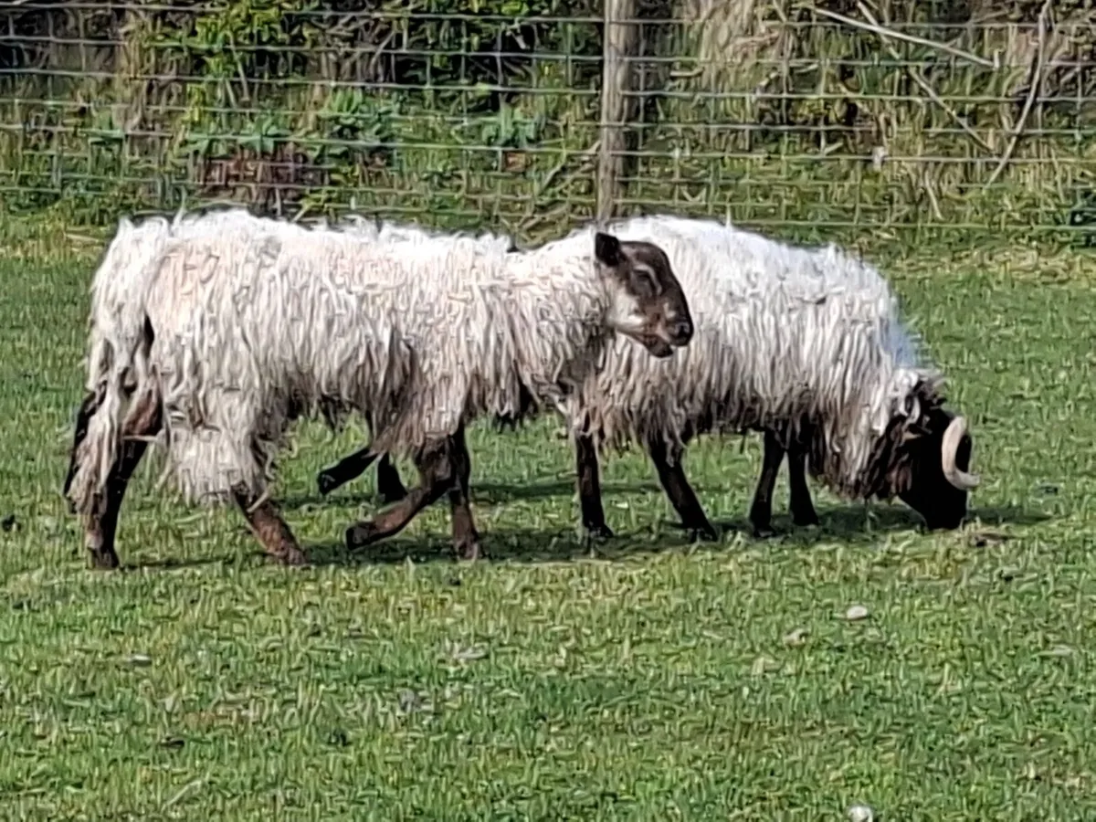 Suffolk and Blackface Ram Hoggets - Image 4