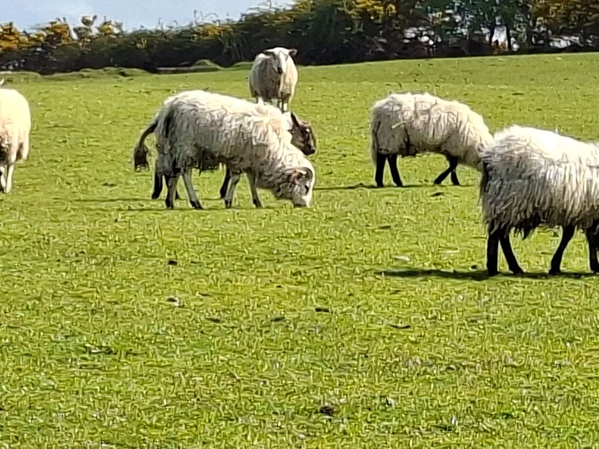 Suffolk and Blackface Ram Hoggets - Image 1
