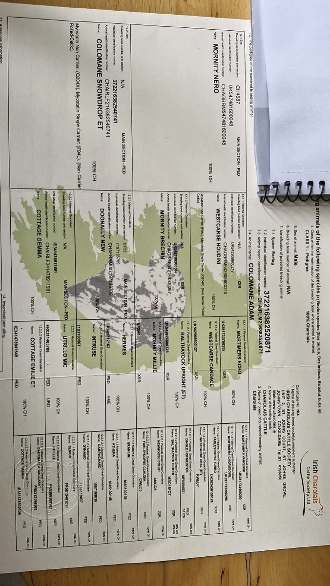 Charolais Bull - Image 2