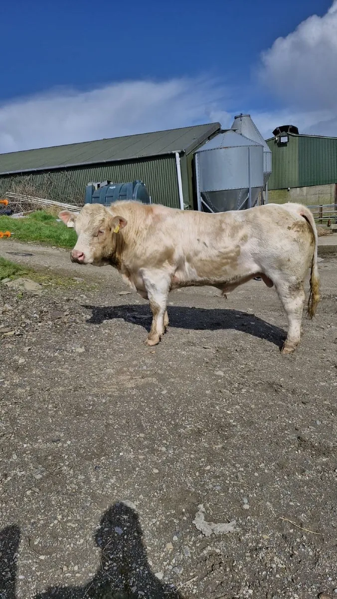 Charolais Bull - Image 1