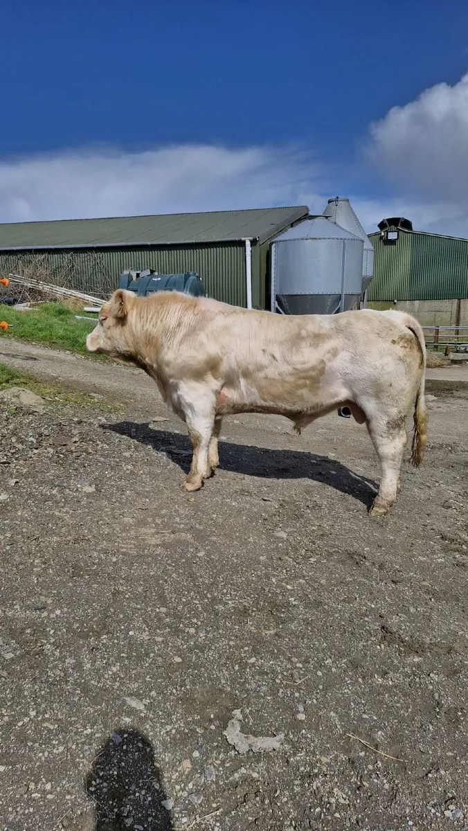 Charolais Bull - Image 3
