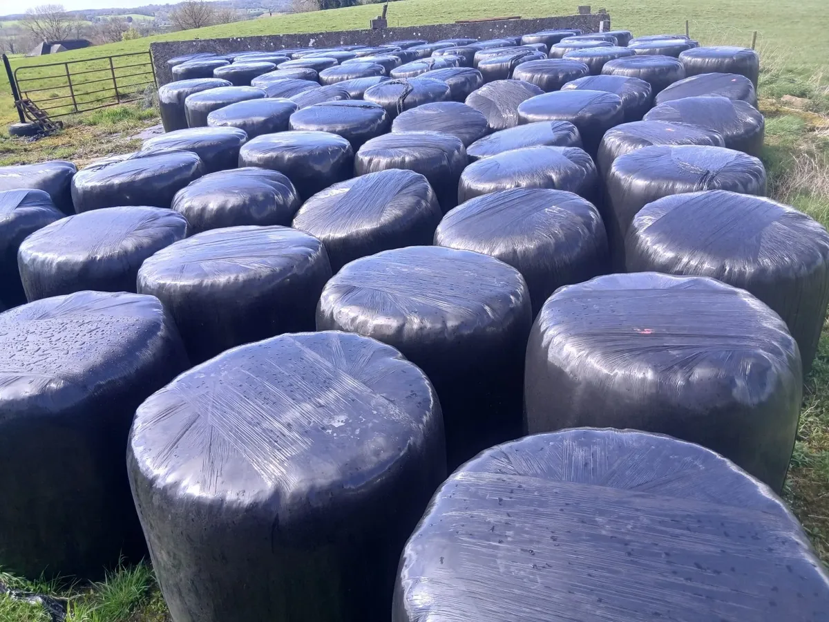 Silage - Image 1