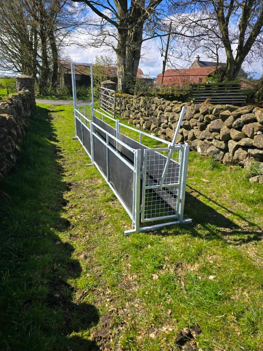 Sheep race - Image 1