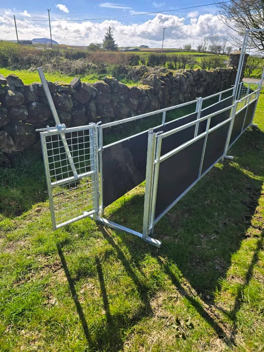 Sheep race - Image 2