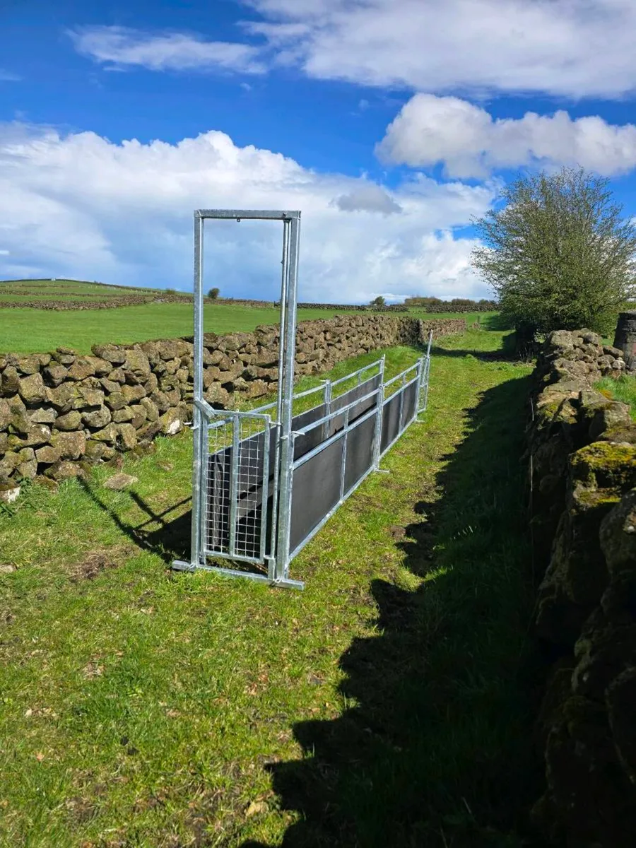 Sheep race - Image 3