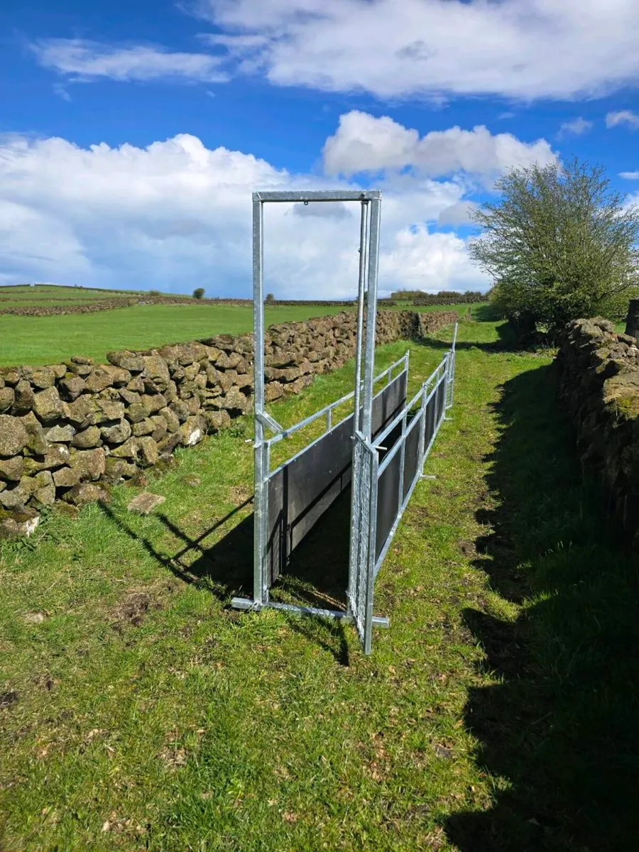 Sheep race - Image 4