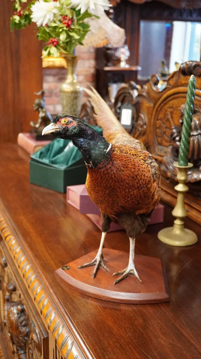 Vintage Taxidermy Pheasant Mount - Image 2