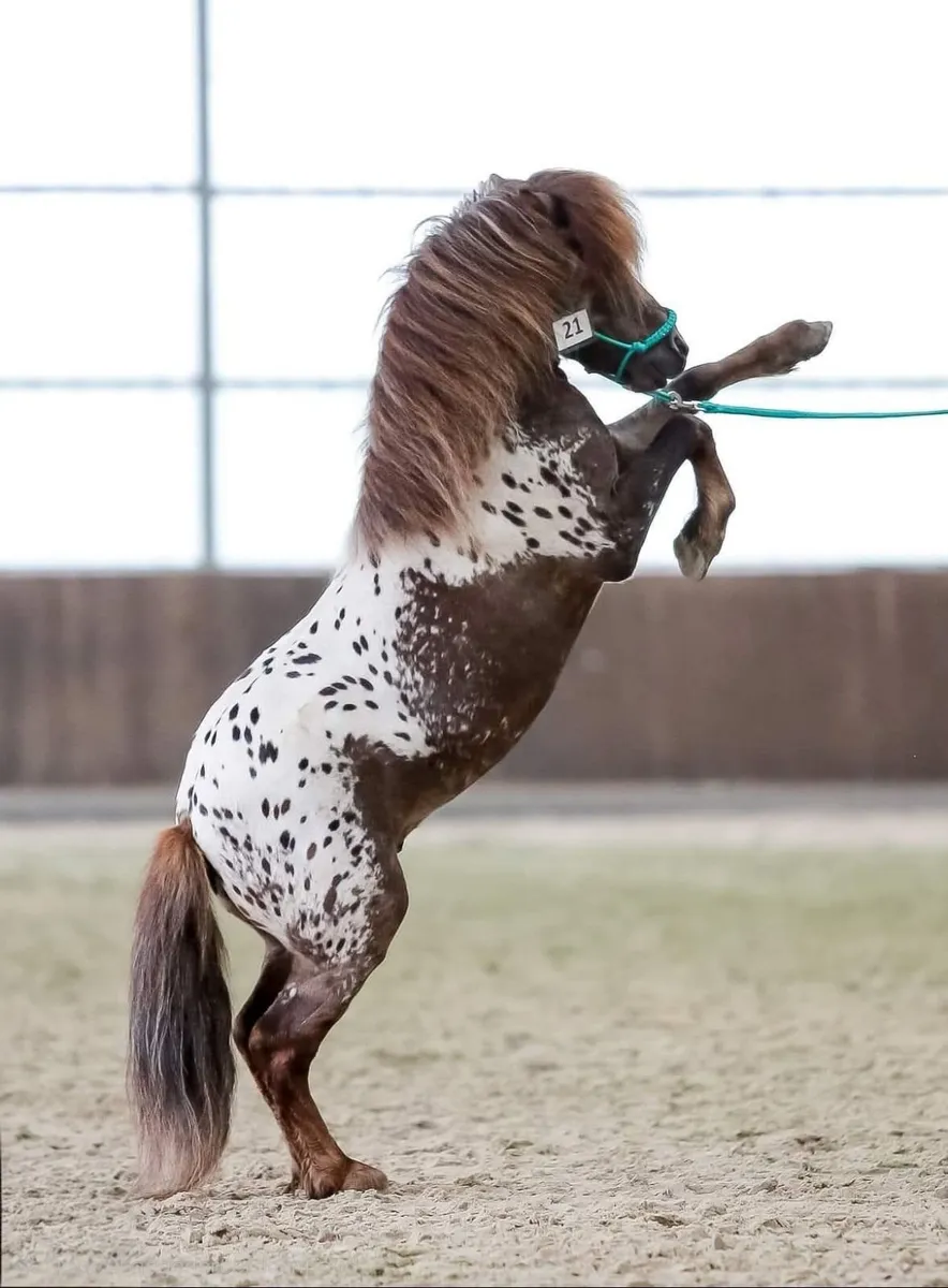 Miniature horse appaloosa at stud - Image 2
