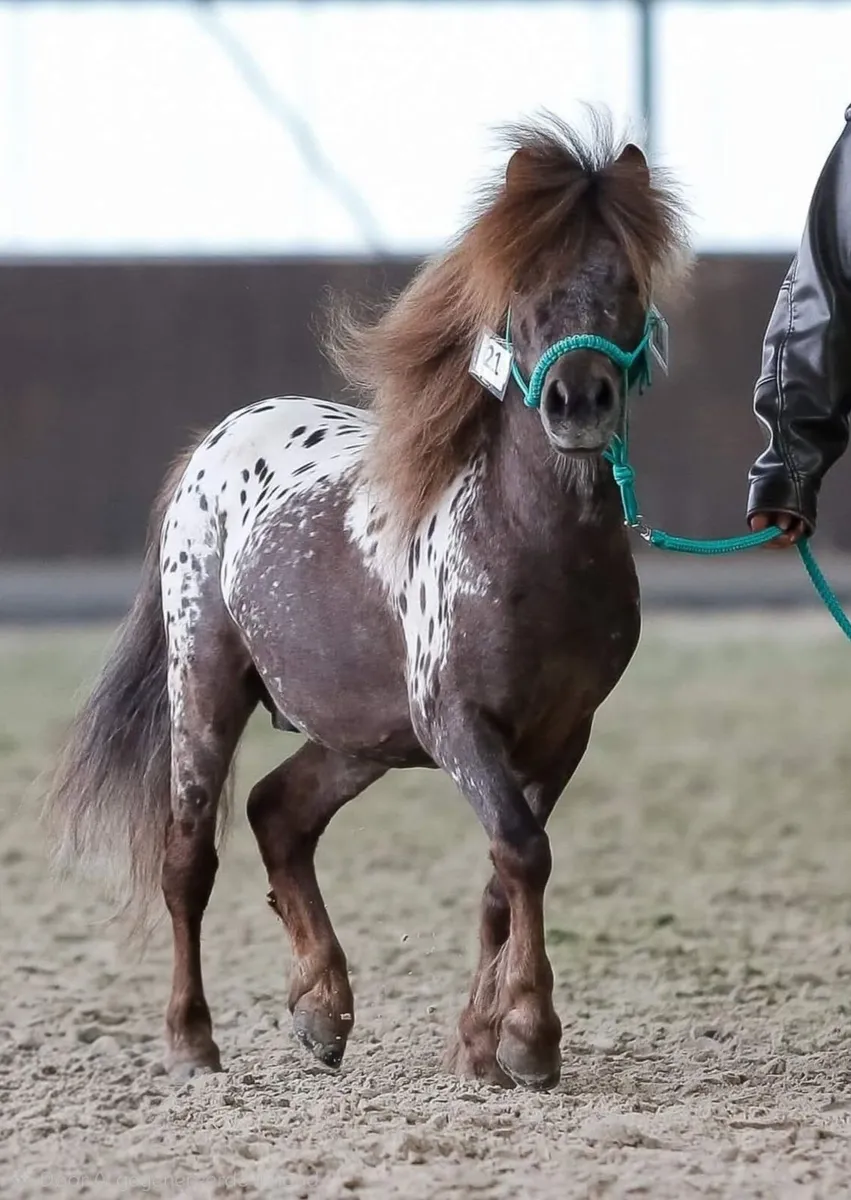 Miniature horse appaloosa at stud - Image 1