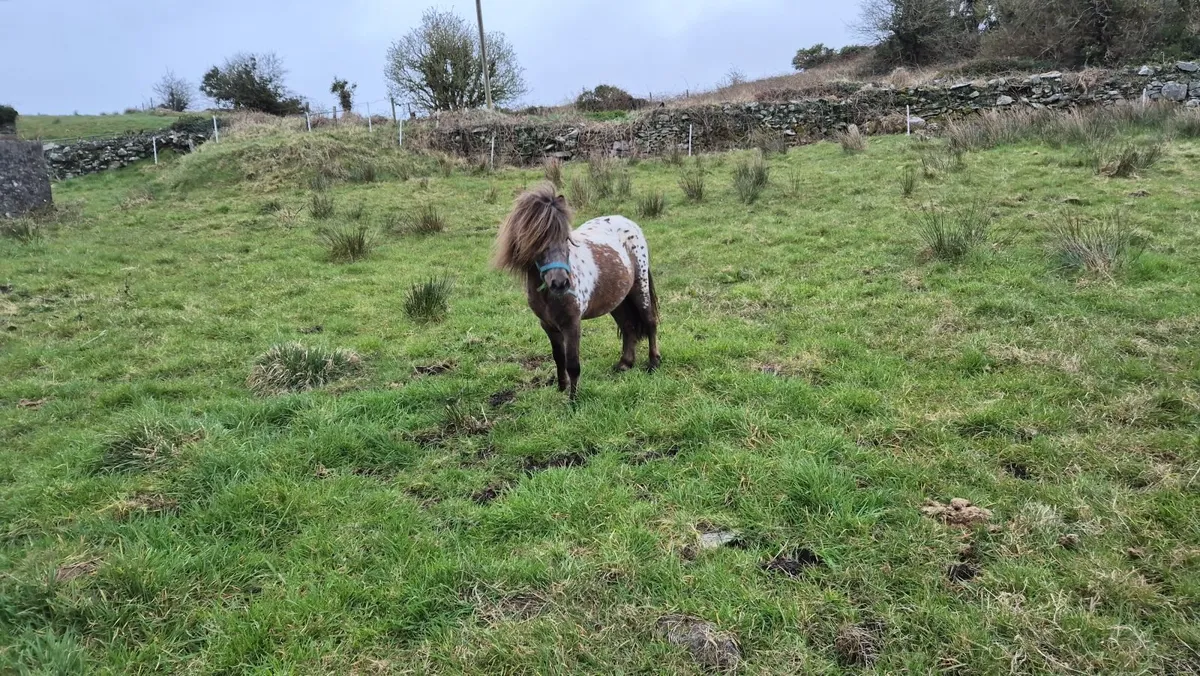 Miniature horse appaloosa at stud - Image 3