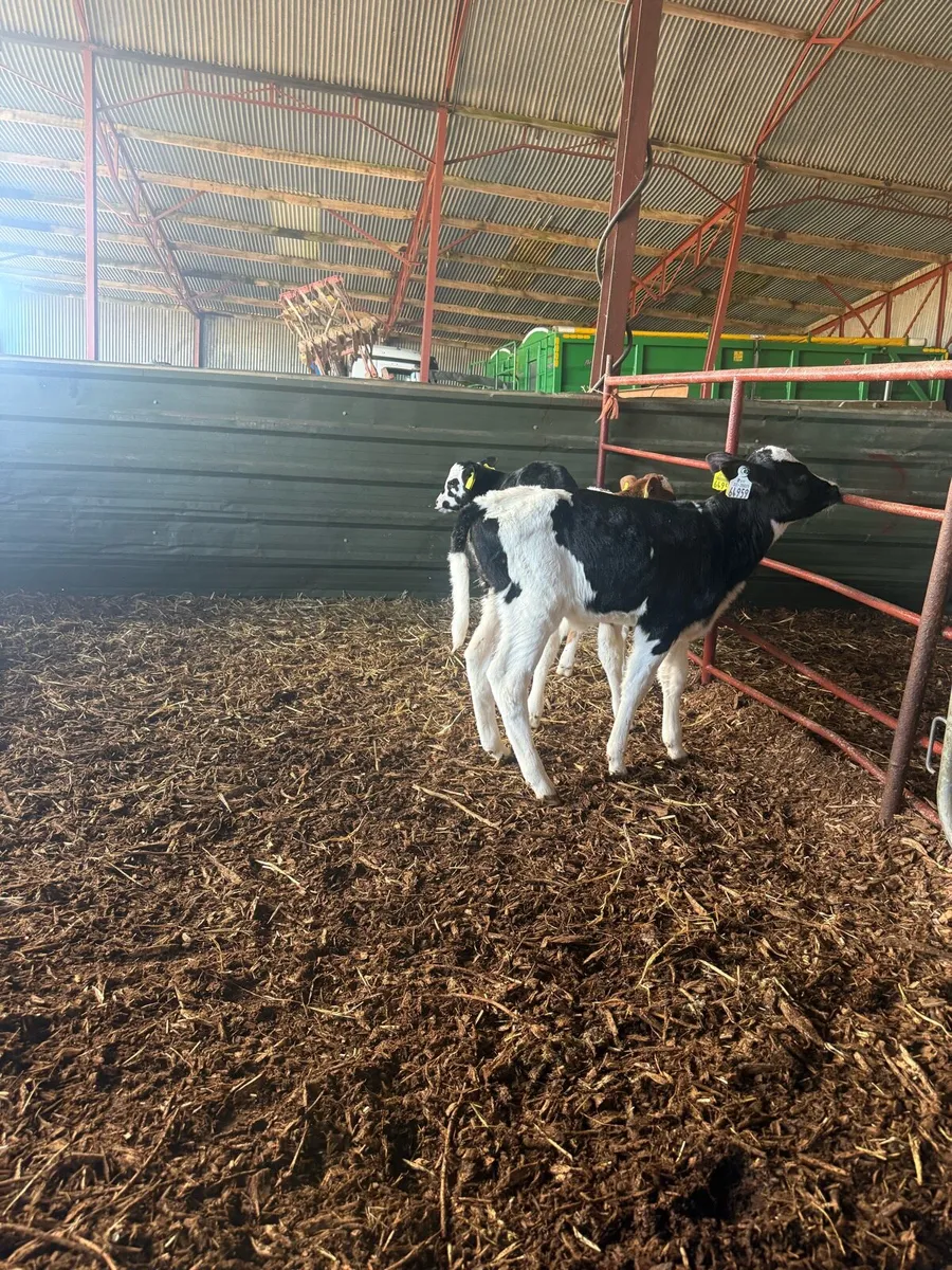 6 Dairy heifer calves high EBI - Image 4