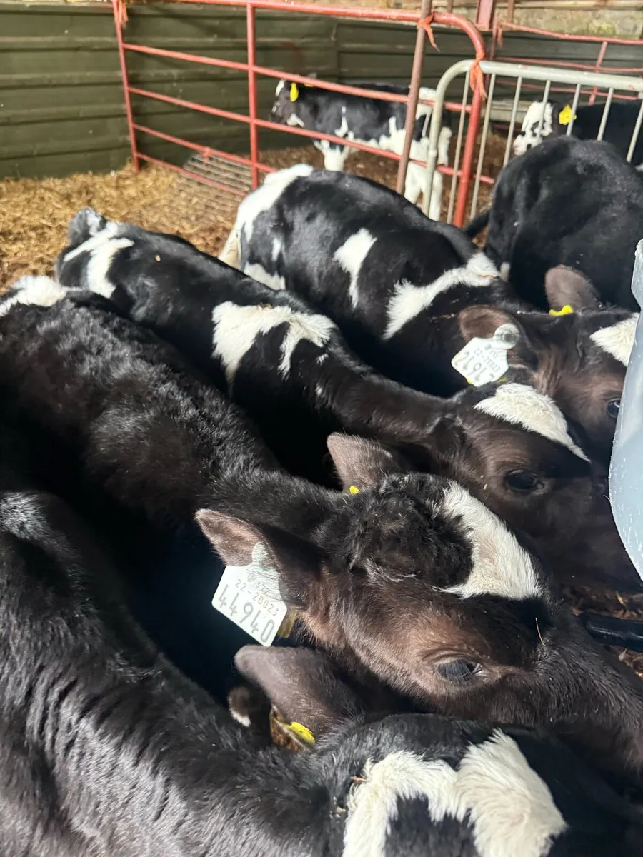 6 Dairy heifer calves high EBI - Image 1