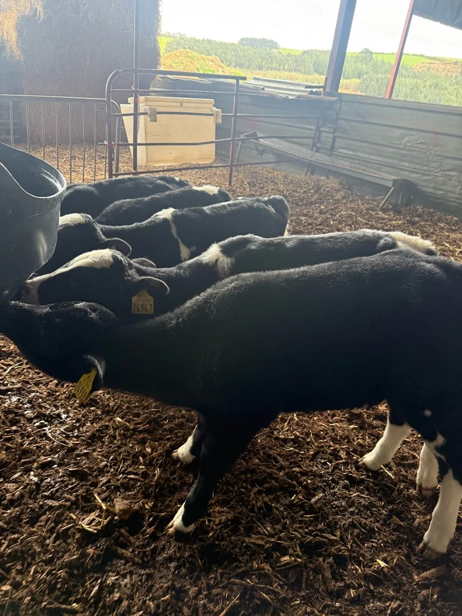 6 Dairy heifer calves high EBI - Image 2