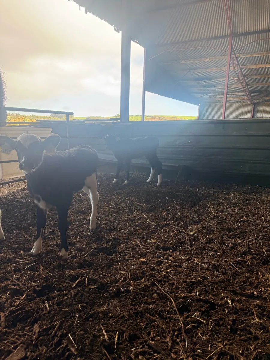 6 Dairy heifer calves high EBI - Image 3