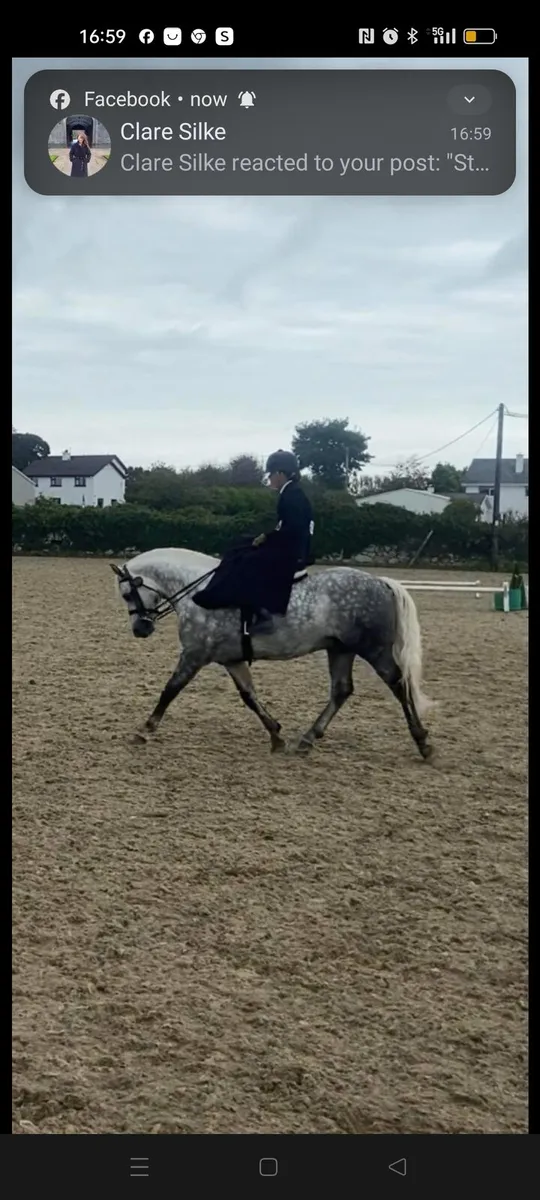 Standing at Stud  Glencarrig Bracken - Image 3