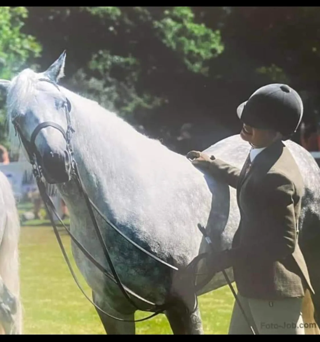 Standing at Stud  Glencarrig Bracken - Image 4