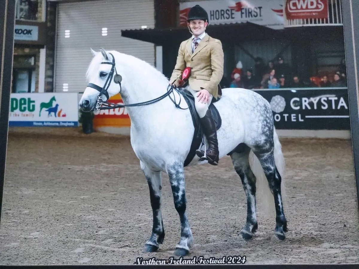 Standing at Stud  Glencarrig Bracken - Image 1