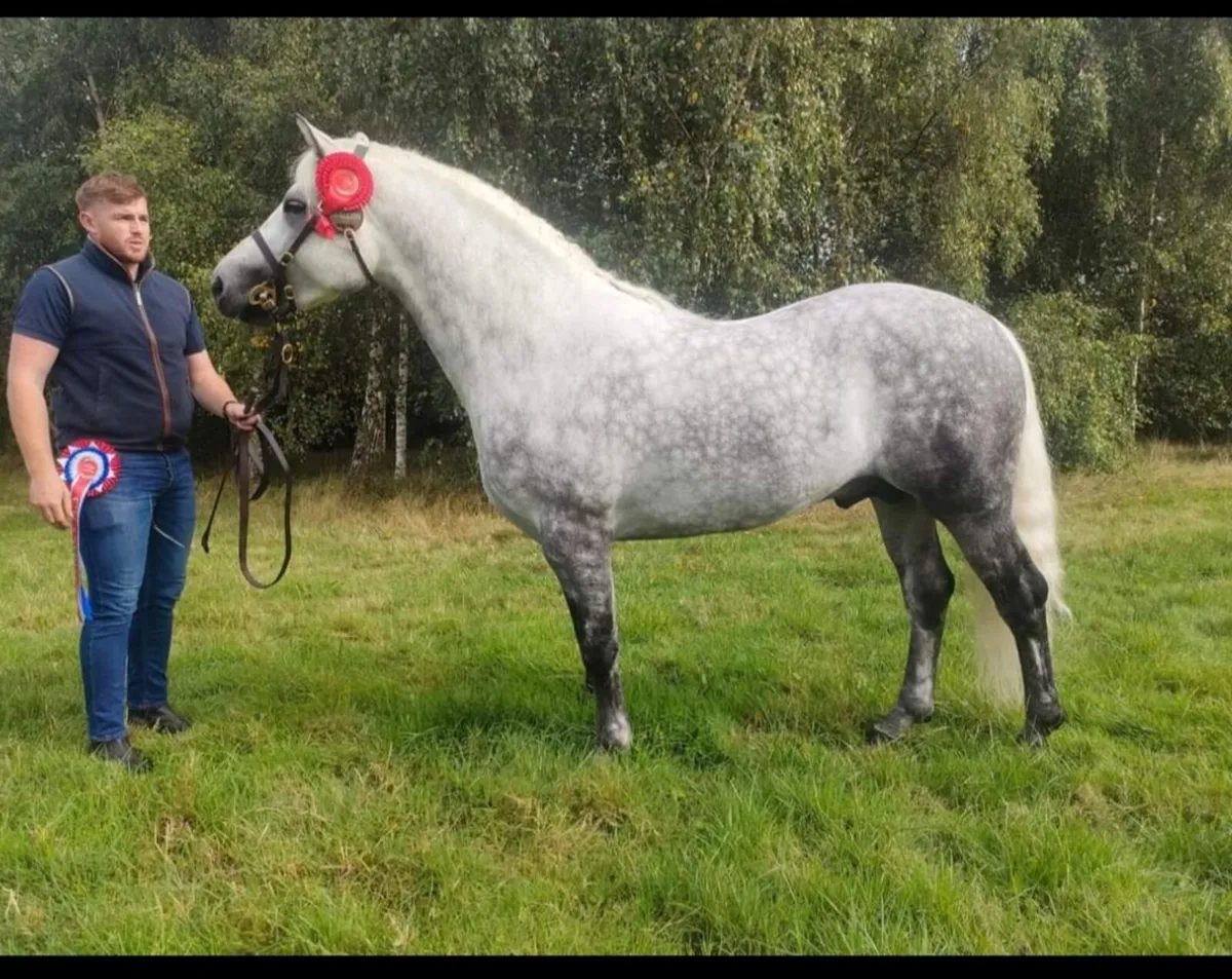 Standing at Stud  Glencarrig Bracken - Image 2