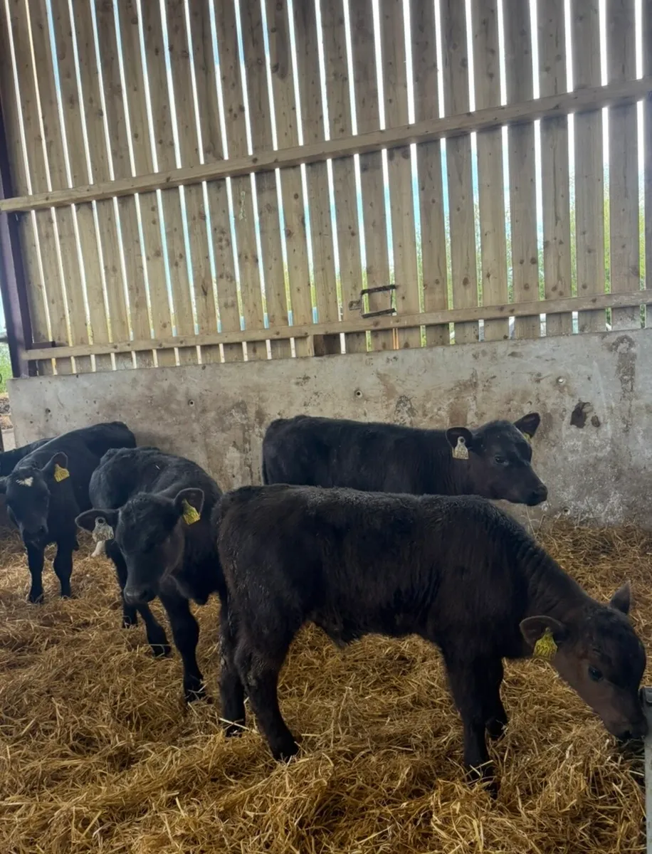 25 super 2 month old bulls calves 🔥 - Image 1