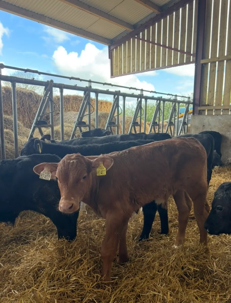 25 super 2 month old bulls calves 🔥 - Image 2