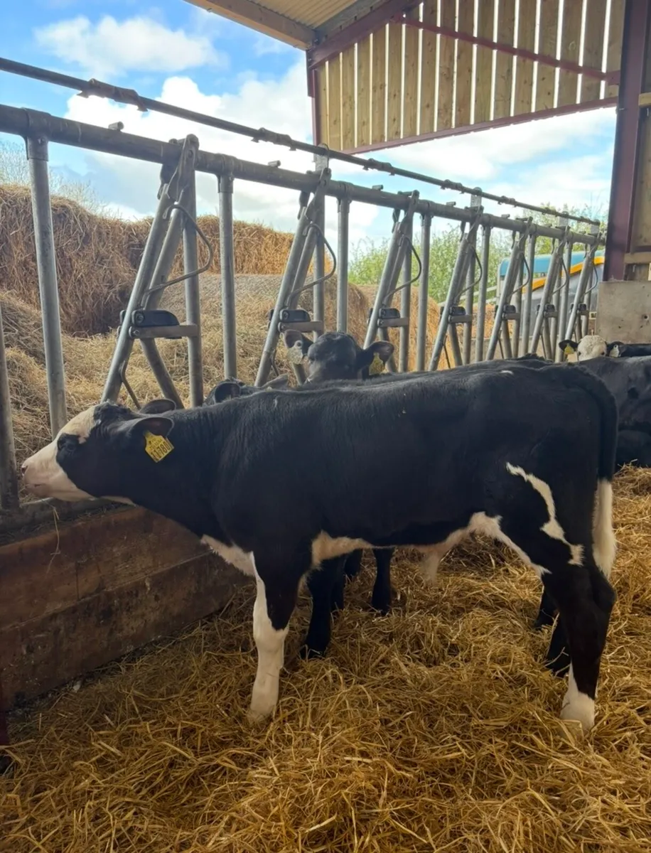 25 super 2 month old bulls calves 🔥 - Image 3